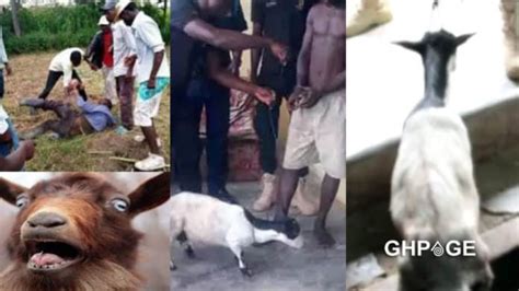 man fuck goat|Man deep fucks his goat and cums on itsfur .